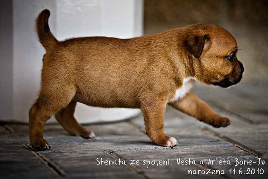 Štěňata v chovatelské stanici Z Návrší