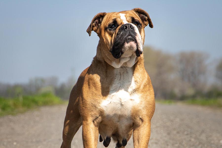 Doreen Cool Dog Star