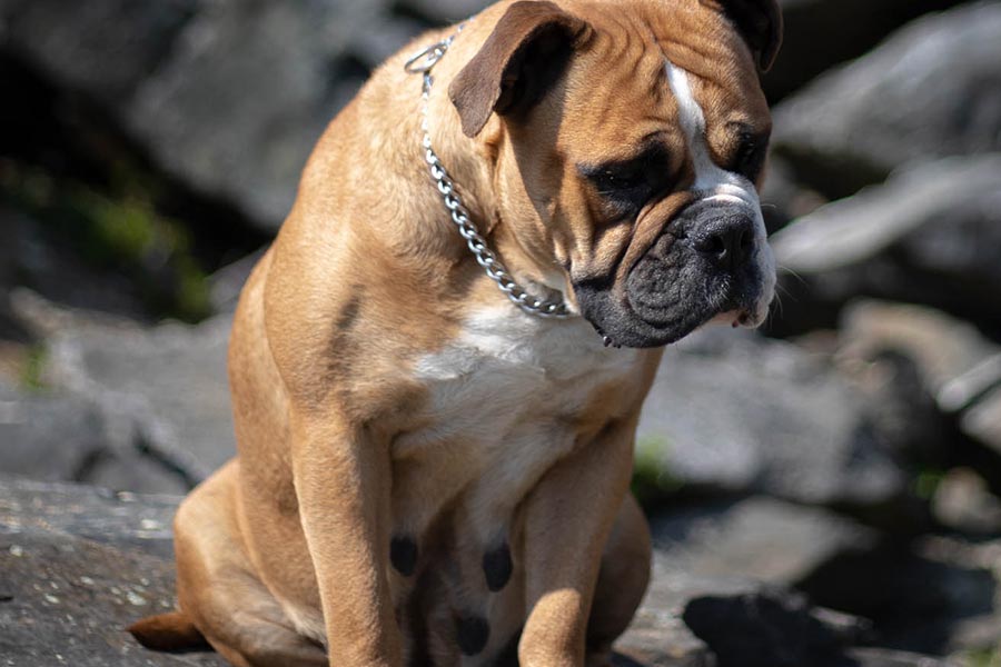Doreen Cool Dog Star