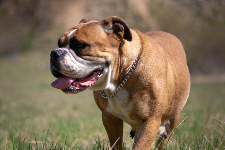 Doreen Cool Dog Star