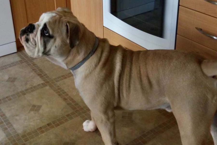 Štěňata v chovatelské stanici Z Návrší